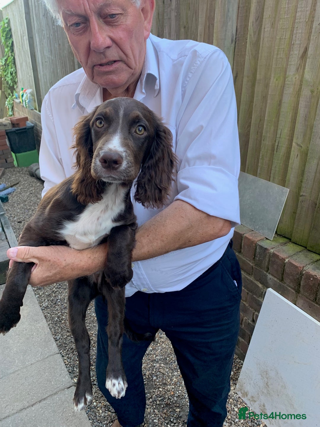 Cocker Spaniel dogs for sale: Working Cocker Spaniel puppies in Bexhill-on-Sea - Image 1