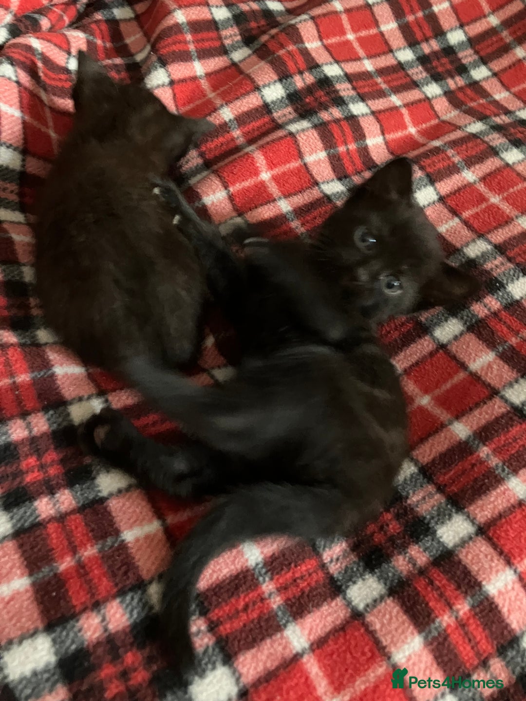 Mixed Breed cats for sale: 2 x Beautiful Kittens  - Image 3