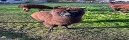 Alpaca livestock for sale: Two females, One male  - Advert 5