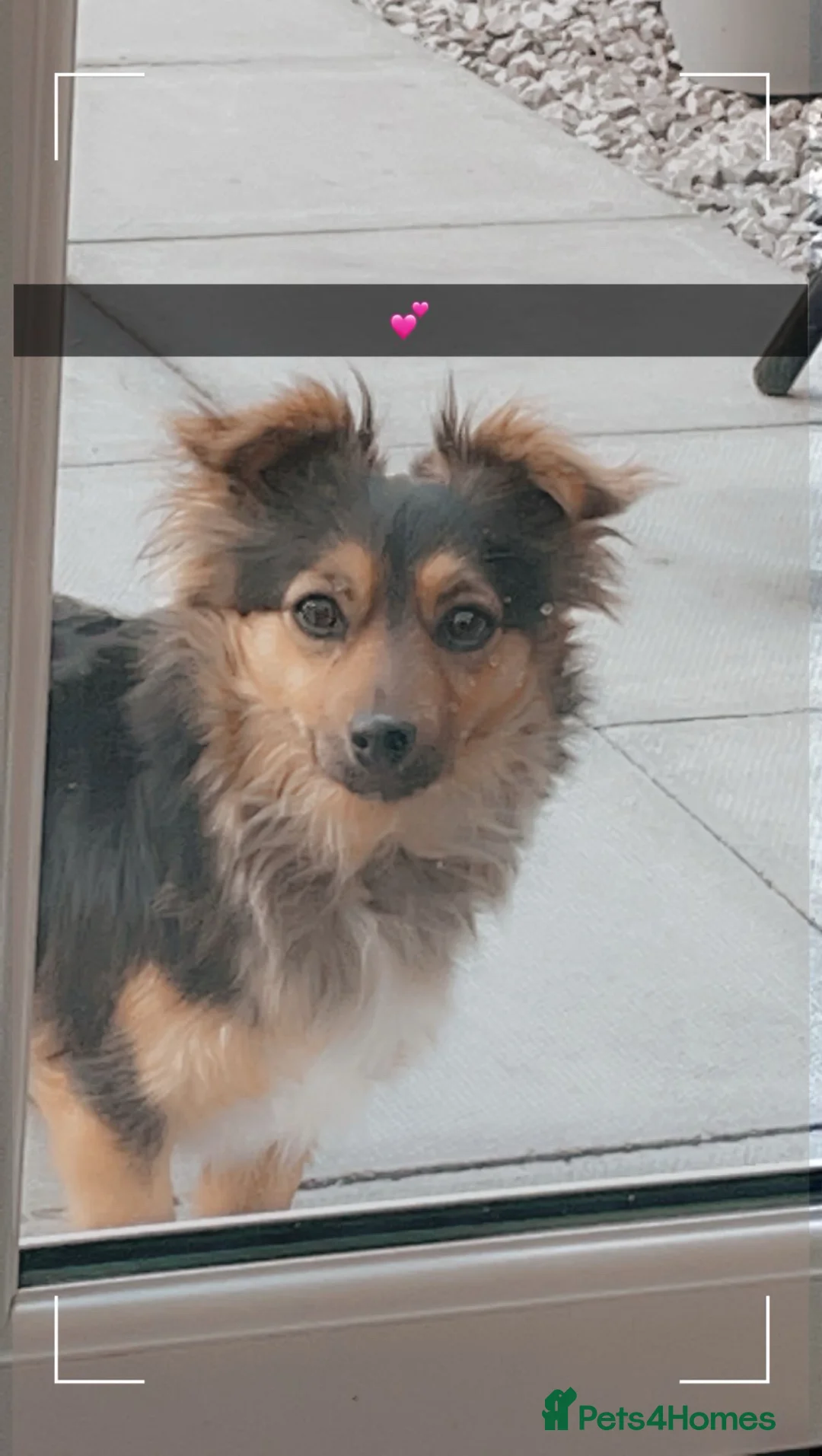 German Spitz dogs for sale: German spritz puppies  - Advert 1