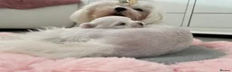Maltese dogs for sale: Beautiful KC reg.Maltese puppies  - Advert 5
