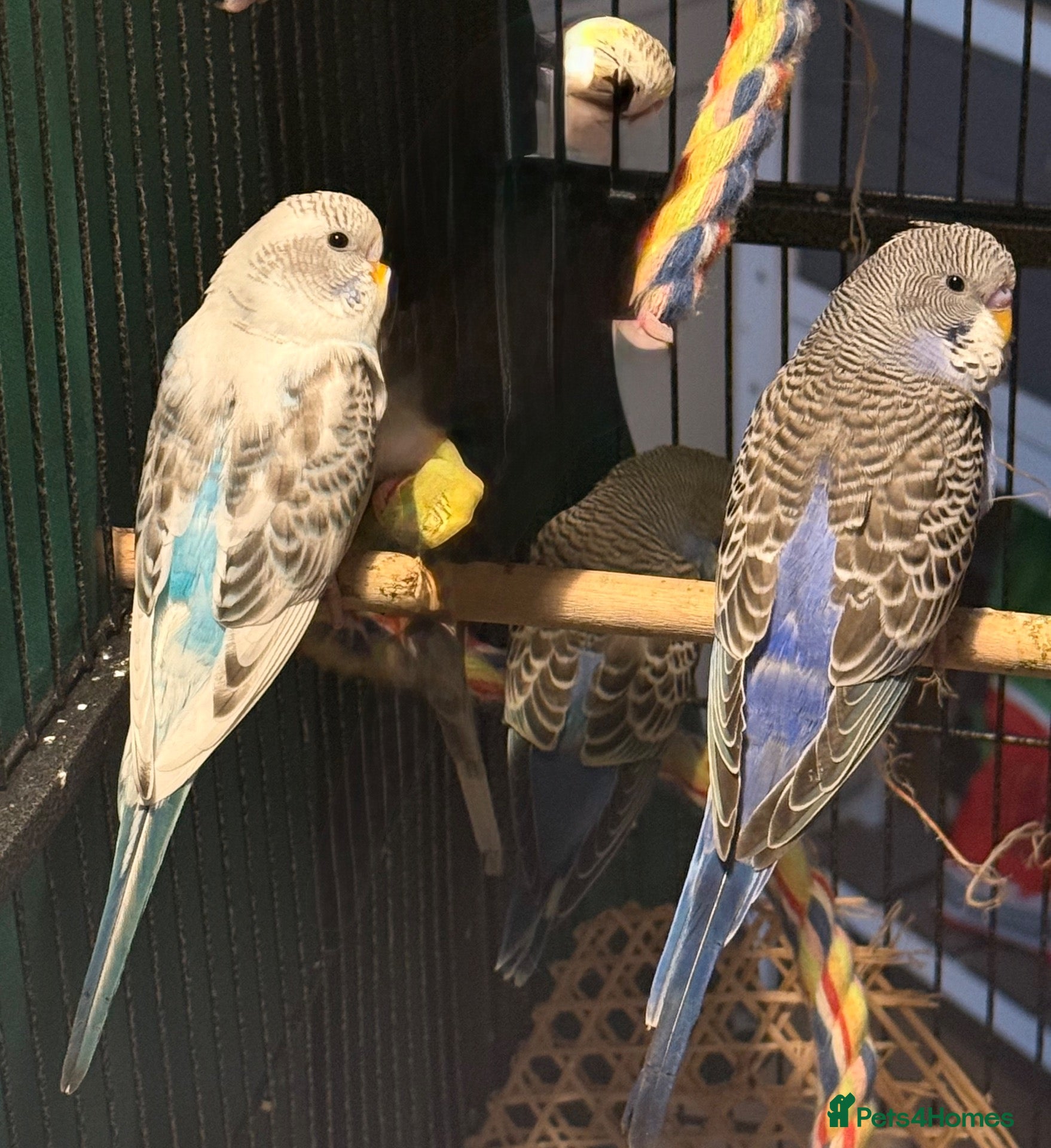 Budgerigars birds Lilac Pied & Cobalt Blue Pair  Beautiful Budgies  - Advert 1