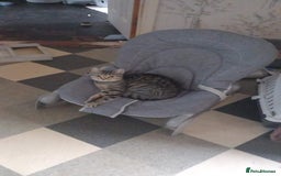British Shorthair cats for sale: Silver Tabby Kittens  - Image 5