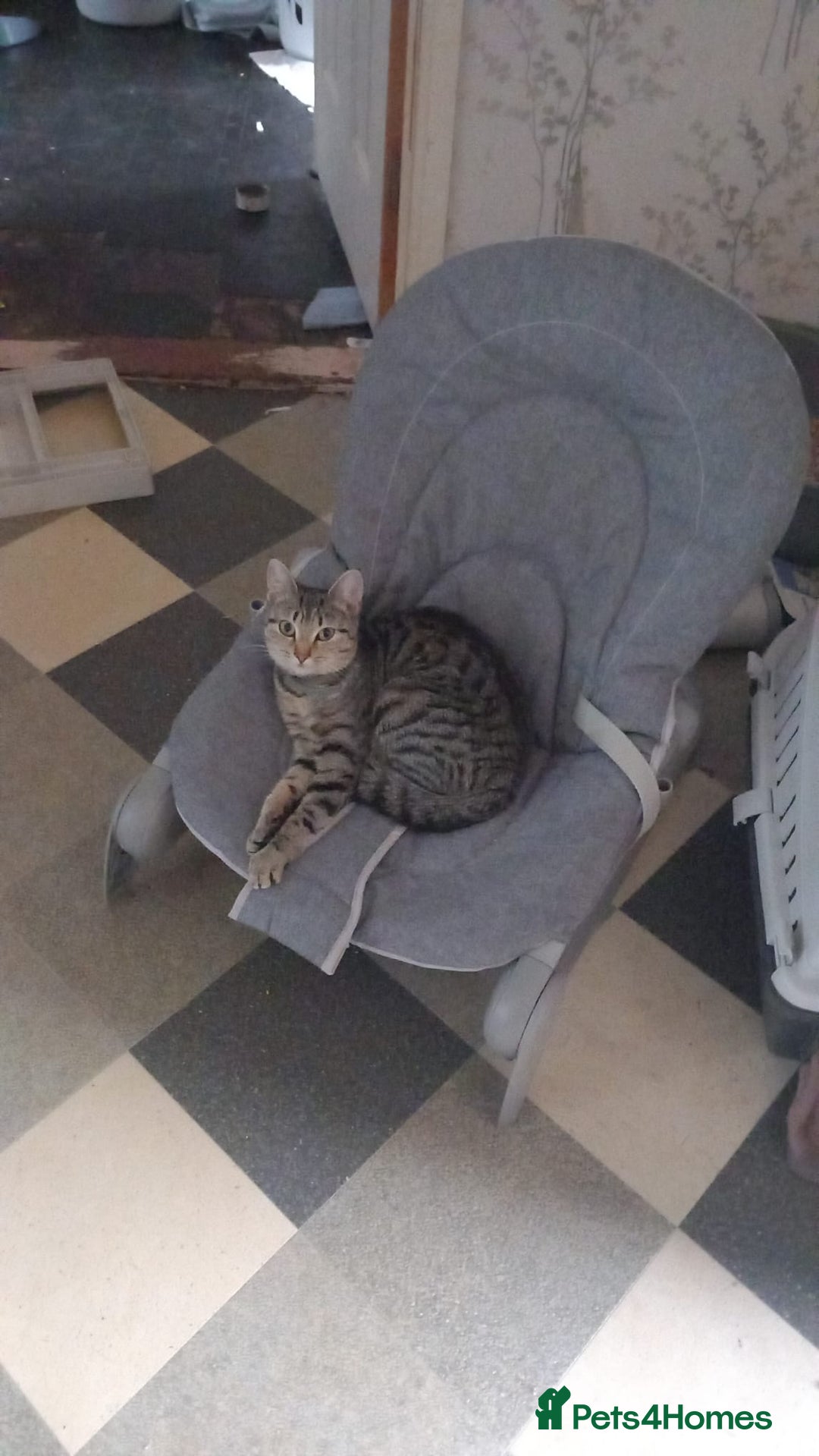 British Shorthair cats for sale: Silver Tabby Kittens  - Image 5