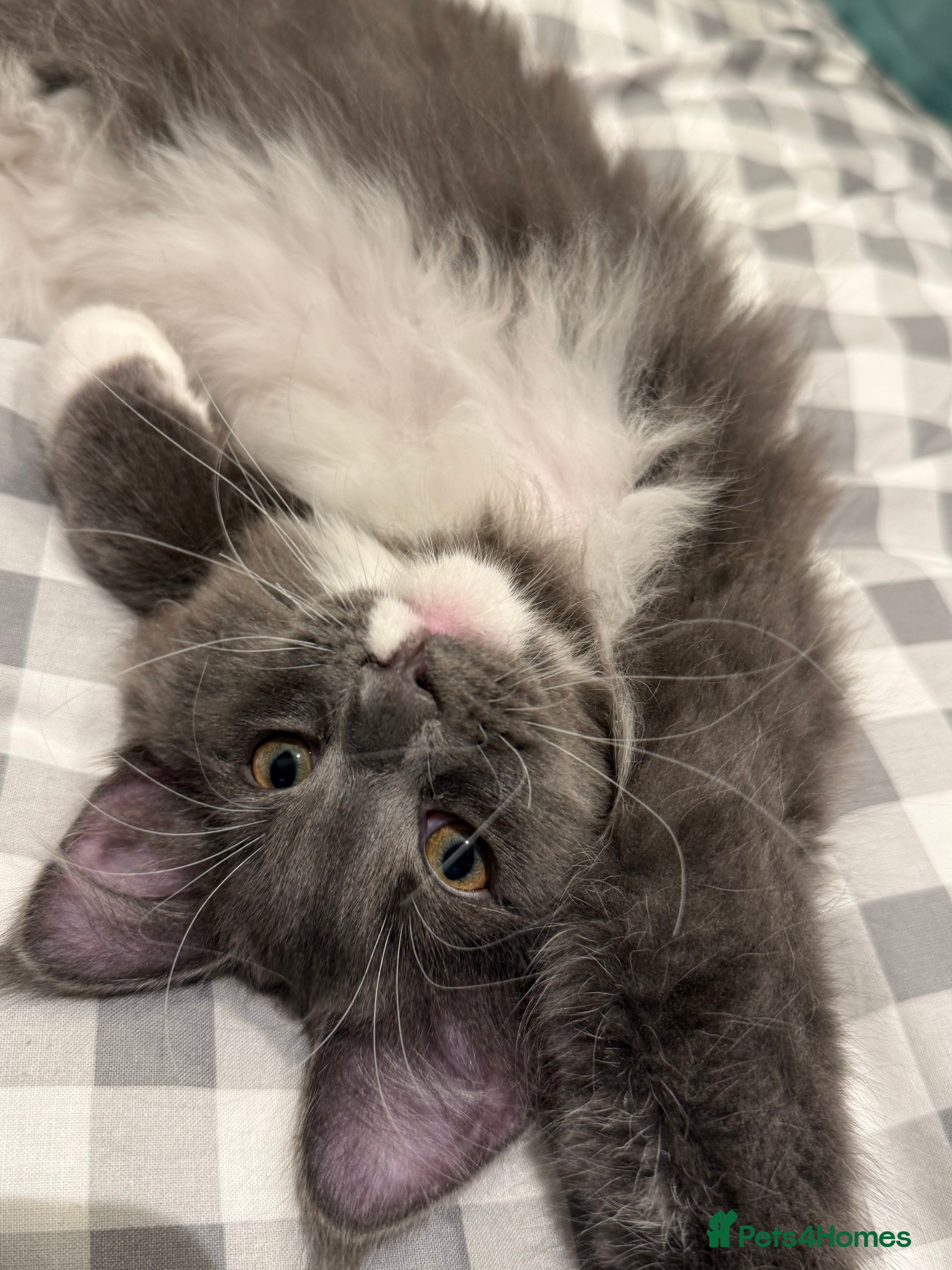 Maine Coon cats Beautiful GCCF registered Maine coon Kittens  - Advert 1