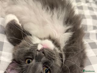 Maine Coon cats Beautiful GCCF registered Maine coon Kittens - Advert 1