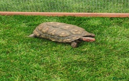 Tortoise reptiles for sale: Female cherry head red foot tortoise - Image 5