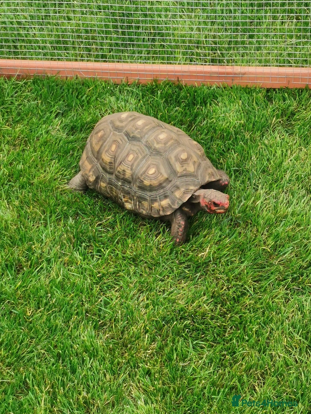 Tortoise reptiles for sale: Female cherry head red foot tortoise - Image 5