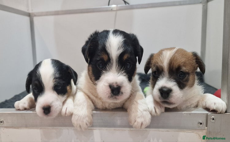 Jack Russell dogs - Advert 2