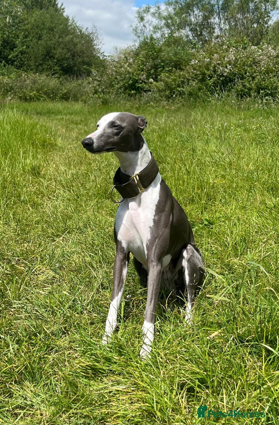 Whippet dogs for stud: Whippet For Stud in Eastbourne - Advert 2