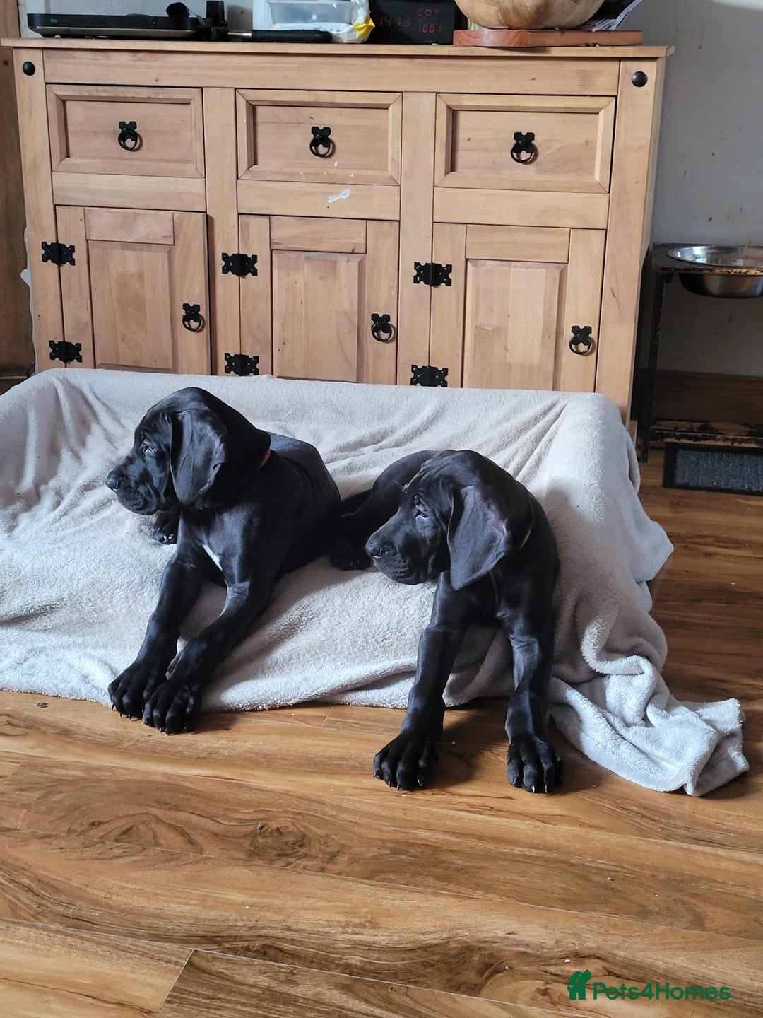Great Dane dogs for sale: Only 2 beautiful Great Dane girls left. Ready now - Advert 25