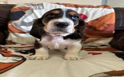 Basset Hound dogs for sale: Basset hound boys available - Image 10