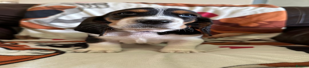 Basset Hound Puppy 6