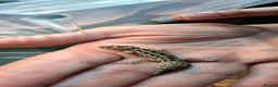 Gecko reptiles for sale: Viper geckos in Brandon - Advert 3