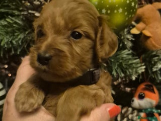 Cavapoo dogs 🧡 HEALTH TESTED F1B CAVAPOO PUPPIES🧡 - Advert 12