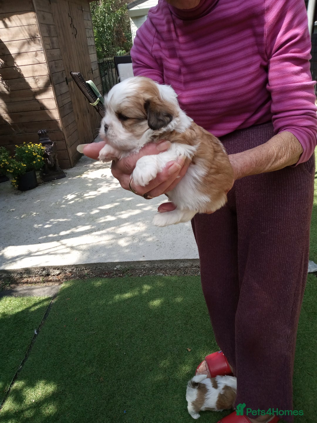 Lhasa Apso dogs for sale: LHASA APSO PUPPIES - Image 6