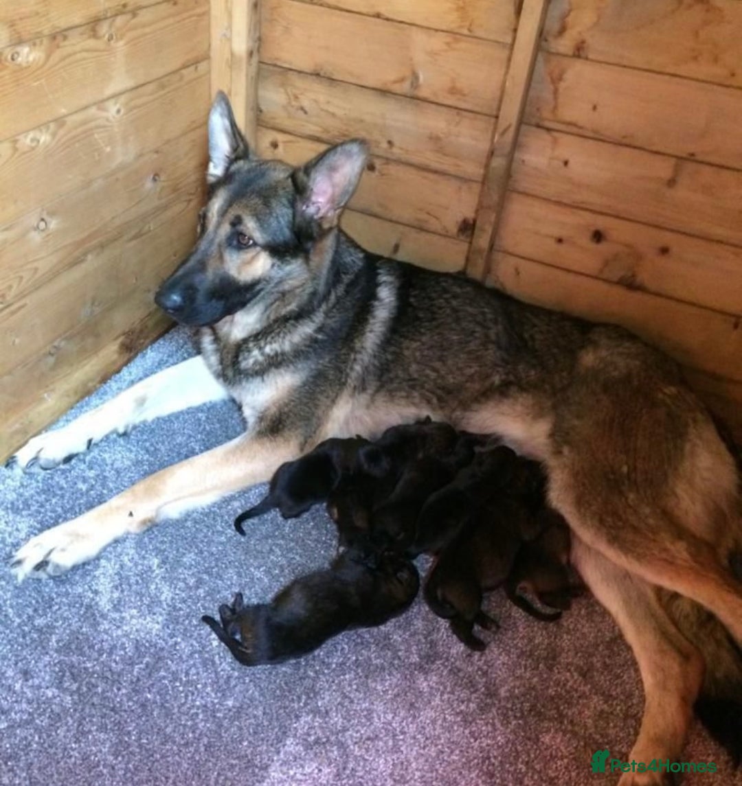 German Shepherd dogs for sale: Stunning German shepherd puppies  - Image 16