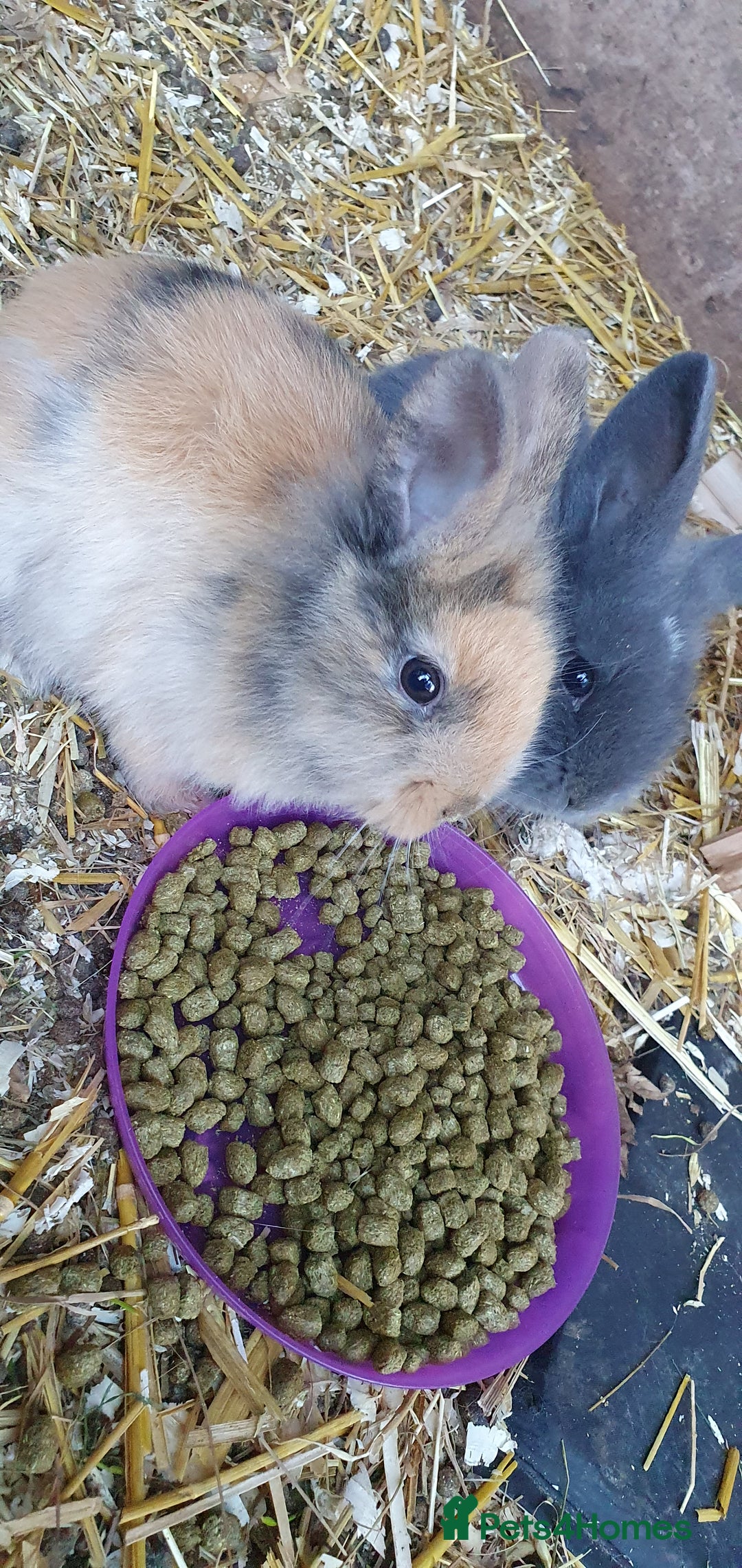 Mixed Breed rabbits for sale: Lionhead crossed with northandwaf  - Advert 2