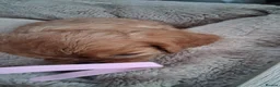 Cavalier King Charles Spaniel dogs for sale: Cavalier King Charles Spaniel puppies £1,600 in Poole - Advert 4