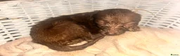Mixed Breed dogs for sale: 11 beautiful bedlington whippet puppies - Advert 8