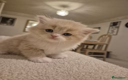 Scottish Fold cats for sale: Three stunning kittens - Image 7