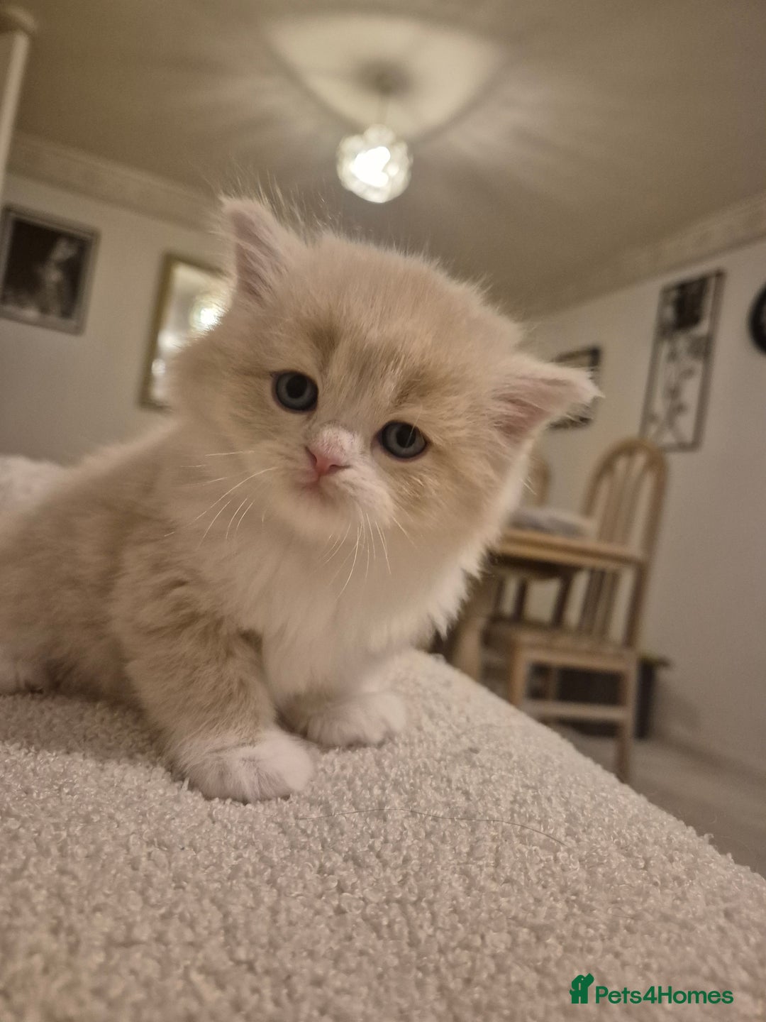 Scottish Fold cats for sale: Three stunning kittens - Image 7