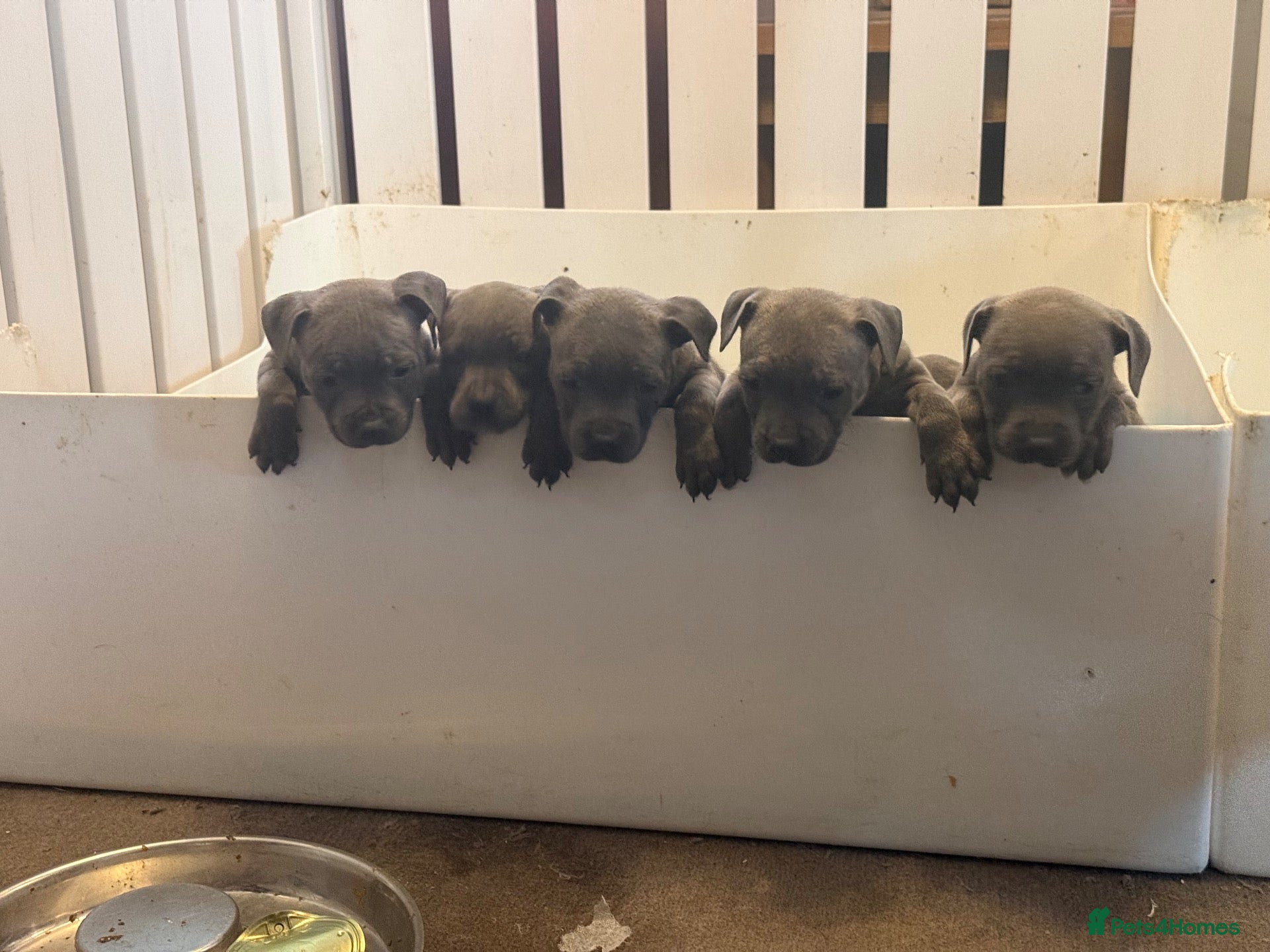Staffordshire Bull Terrier dogs Kc registered 6 week old blue staffy pups  - Advert 1