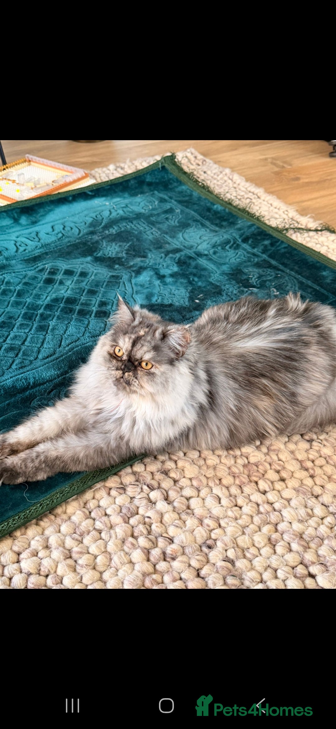 Persian cats for sale: Coco the persian chinchilla - Advert 2