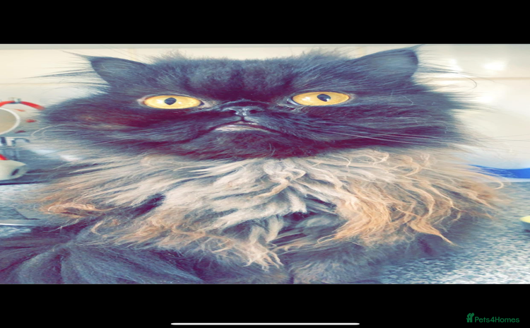 Persian cats Adult male Persian seeking new home  - Advert 12
