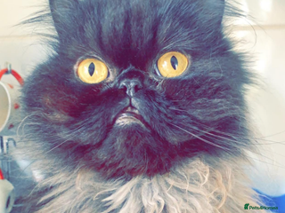 Persian cats Adult male Persian seeking new home - Advert 11