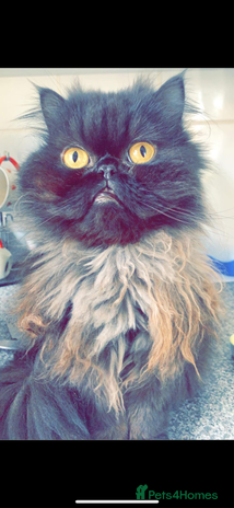 Persian cats Adult male Persian seeking new home - Advert 12