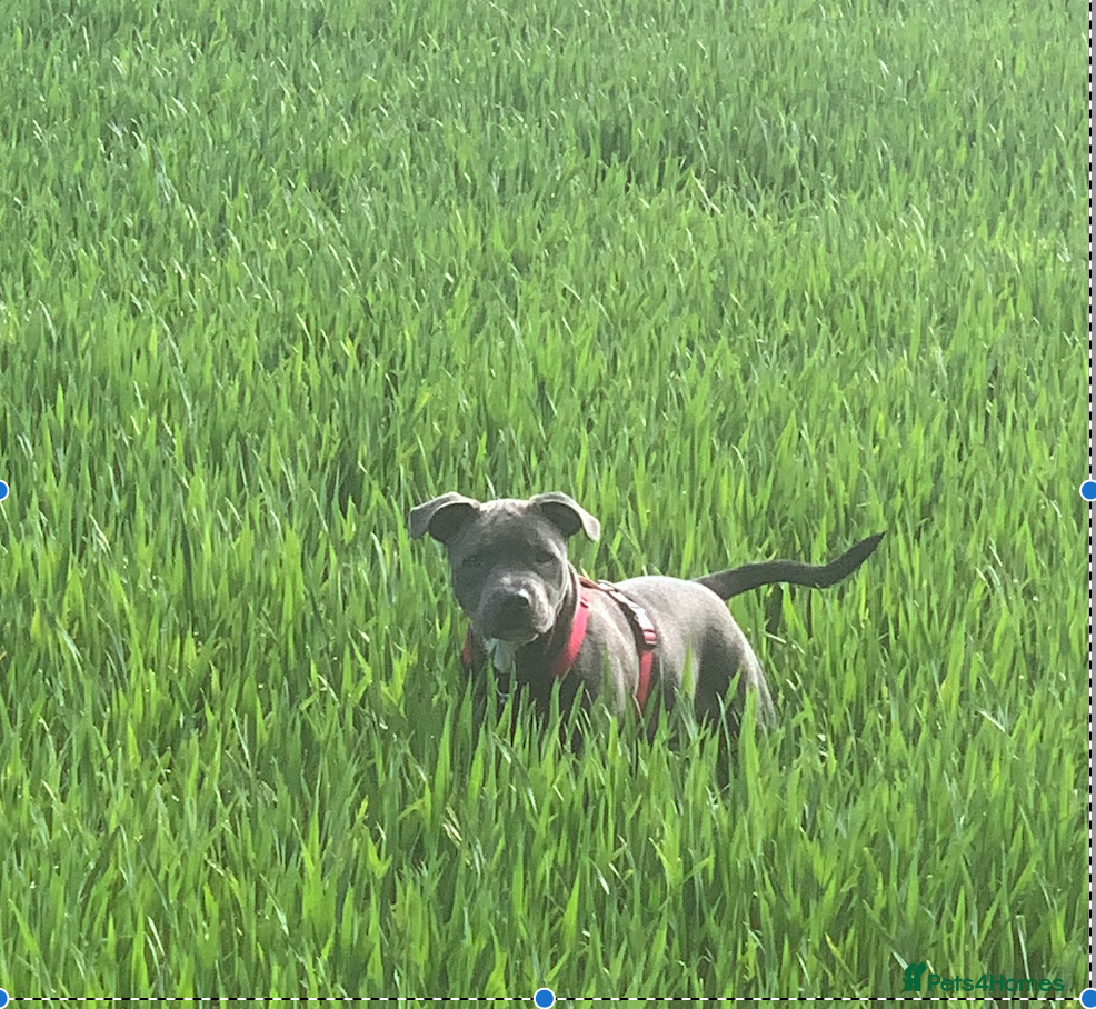 Staffordshire Bull Terrier dogs KC Blue Staffordshire Bull Terrier Puppies  - Advert 3