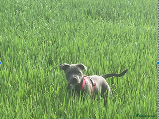 Staffordshire Bull Terrier dogs KC Blue Staffordshire Bull Terrier Puppies - Advert 4