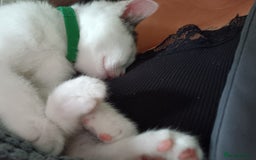 Mixed Breed cats for sale: Boy kittens  - Image 1