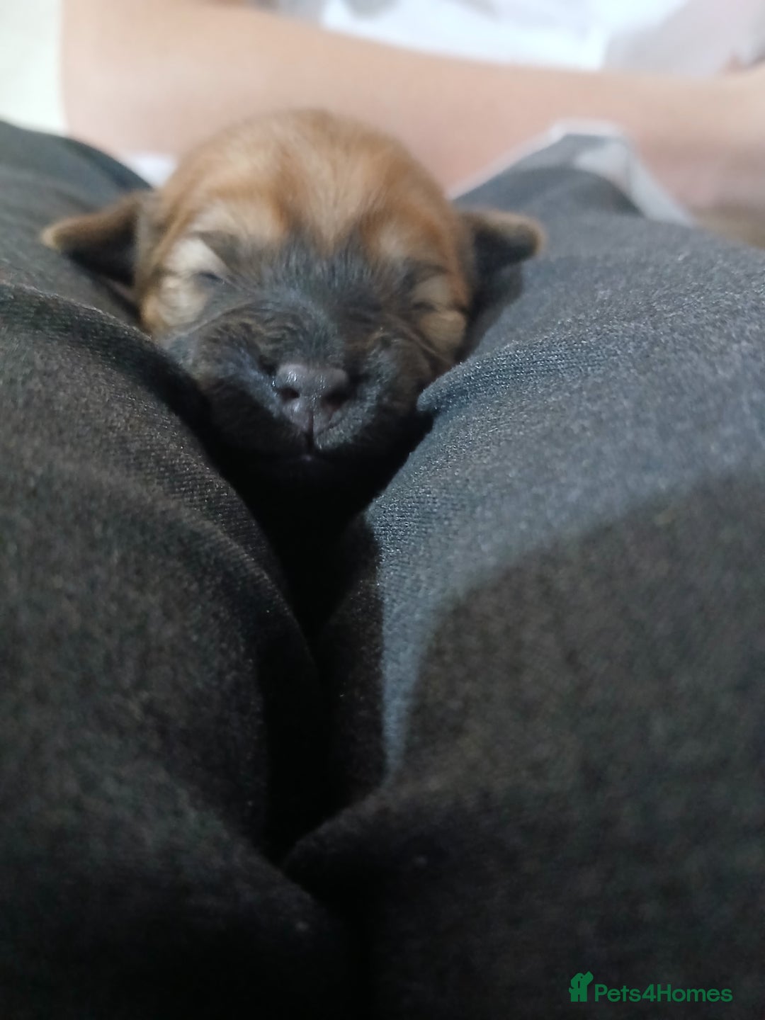 Mixed Breed dogs for sale: 2 pups left  - Advert 18