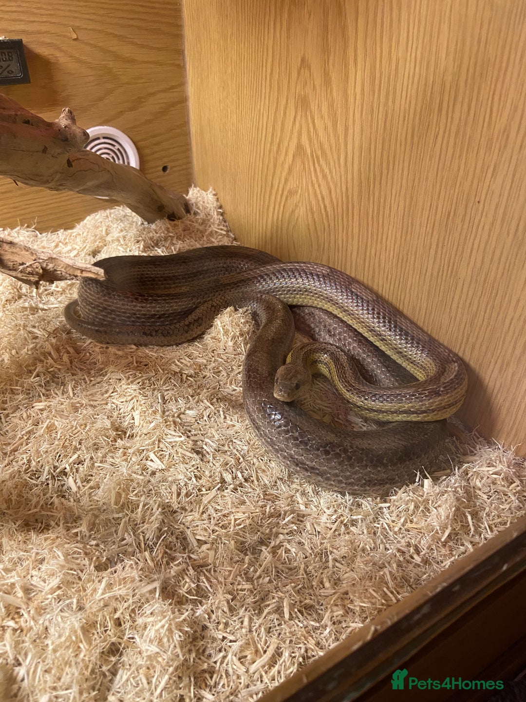 Corn Snake reptiles for sale: Corn snake - Advert 4