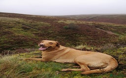Labrador Retriever dogs for sale: Very well bred Working Style dark Fox Red Puppies - Image 5