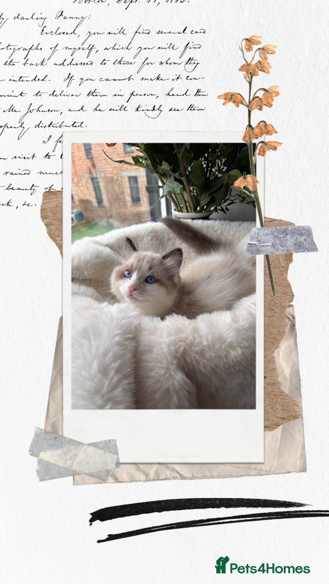 Ragdoll cats for sale: Beautiful two GCCF kittens. Blue Bicolour Ragdolls - Advert 11