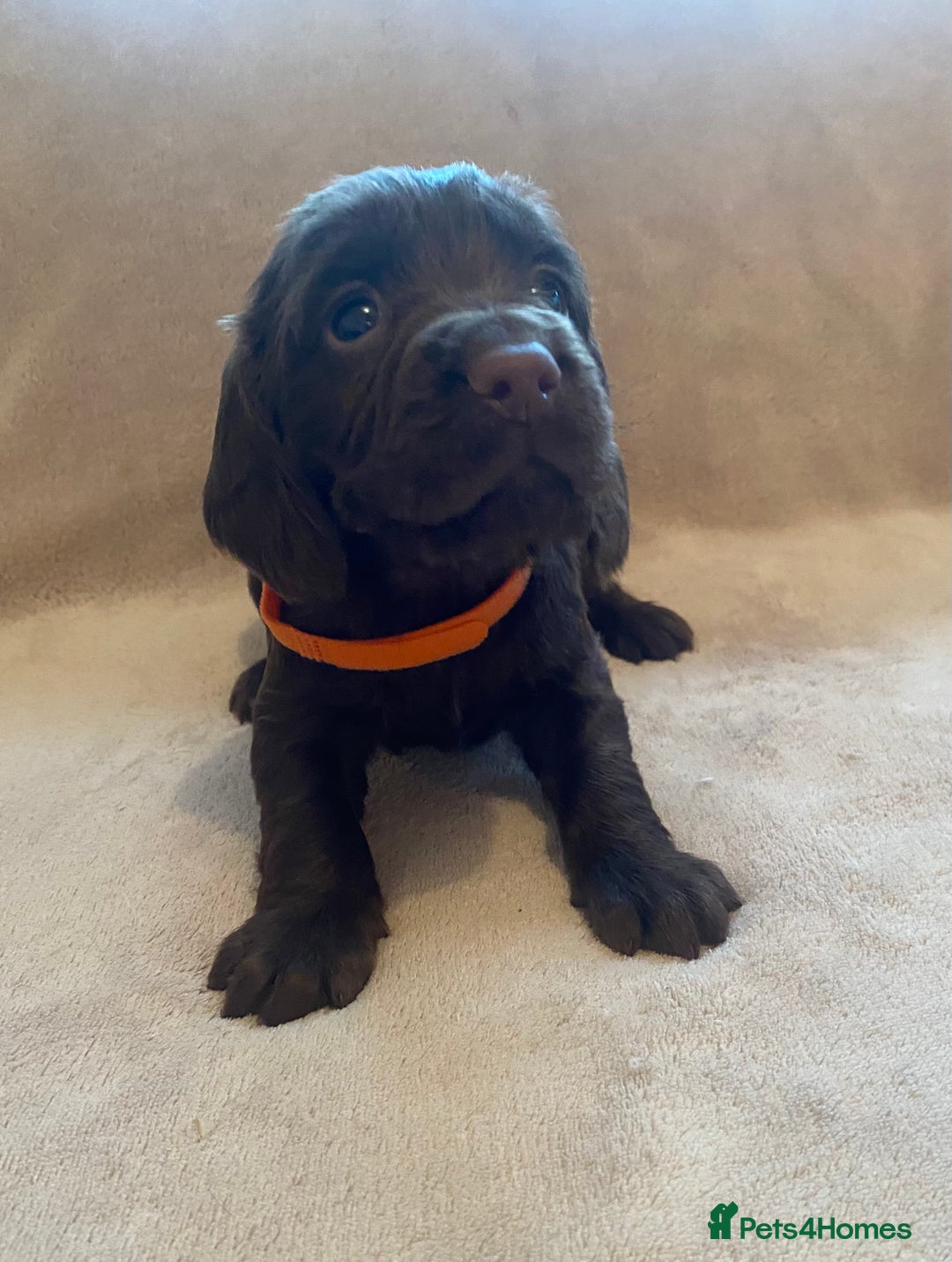 Cocker Spaniel dogs for sale: Cocker Spaniel Pups - Image 4