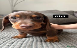 Miniature Dachshund dogs for sale: KC Registered Miniature Dachshund Puppies - Image 5