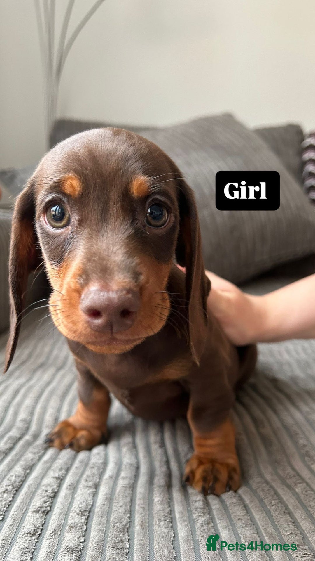 Miniature Dachshund dogs for sale: KC Registered Miniature Dachshund Puppies - Image 5