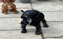 Cocker Spaniel dogs for sale: Upcoming Litter: KC Working Cocker Puppies - Image 5