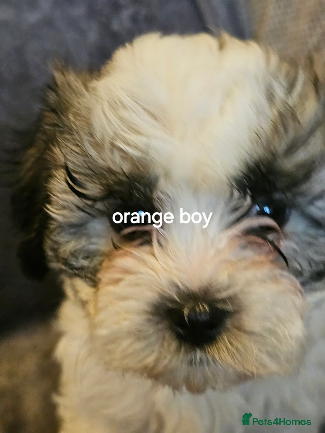 Malshi dogs for sale: GORGEOUS MALSHI PUPPIES AVAILABLE - Advert 3