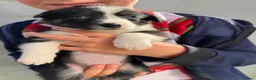 Border Collie dogs for sale: Beautiful Border Collie Pups Llanwrda in Llanwrda - Advert 5