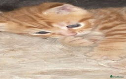 Mixed Breed cats for sale: Kittens - Image 3