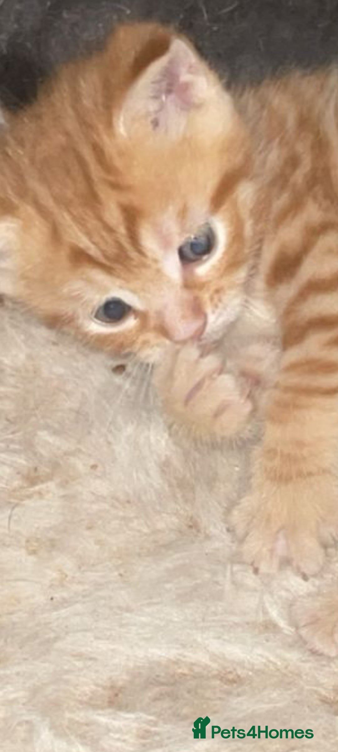 Mixed Breed cats for sale: Kittens - Image 3