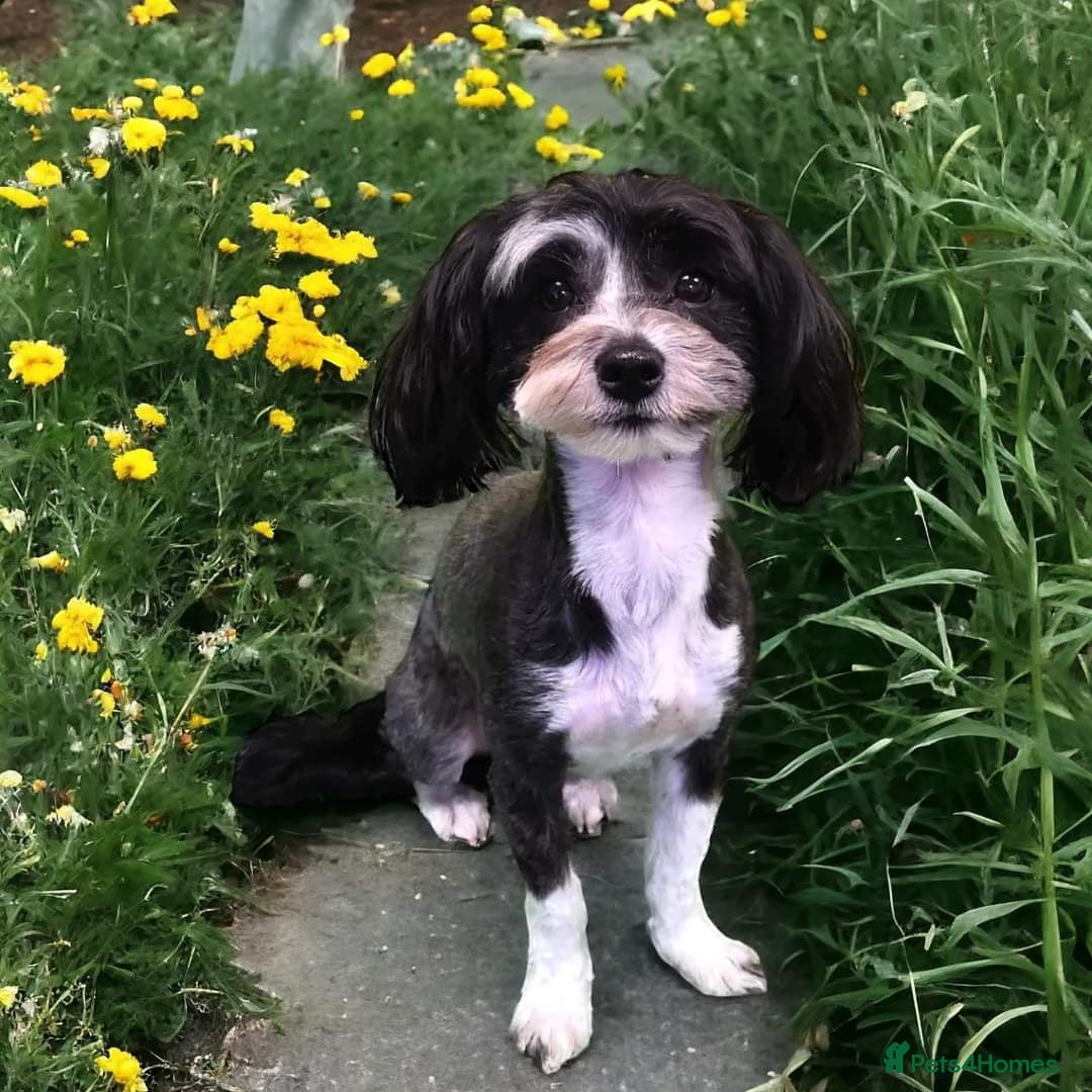 Havanese dogs for sale: Outstanding Purebred Havanese Boys  - Advert 5