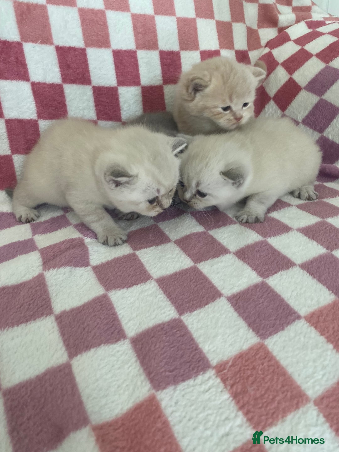 British Shorthair cats for sale: Gorgeous British shorthair kittens - Image 10