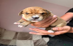 Mixed Breed dogs for sale: Cane corso x rottie - Image 24