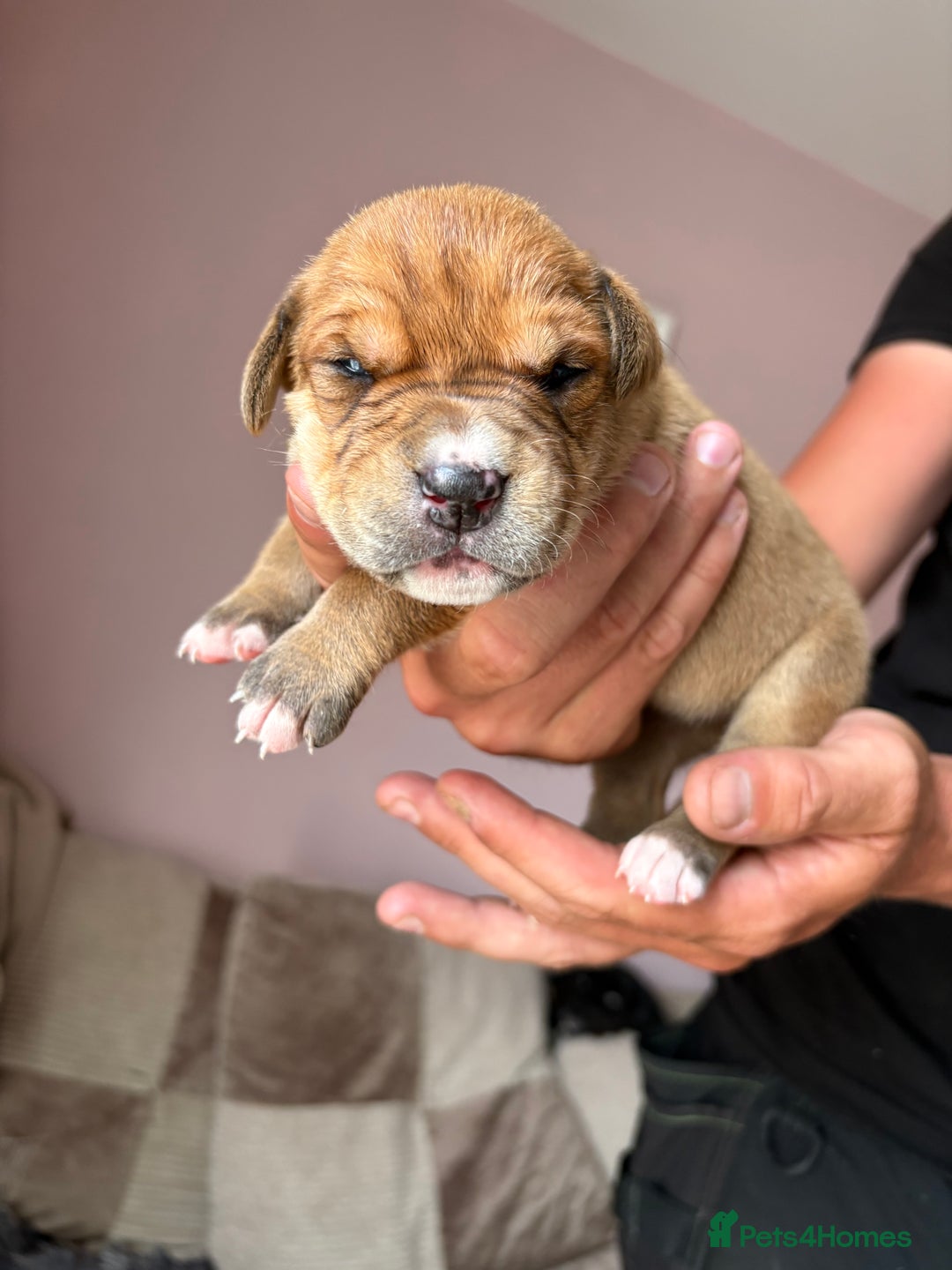 Mixed Breed dogs for sale: Cane corso x rottie - Image 24